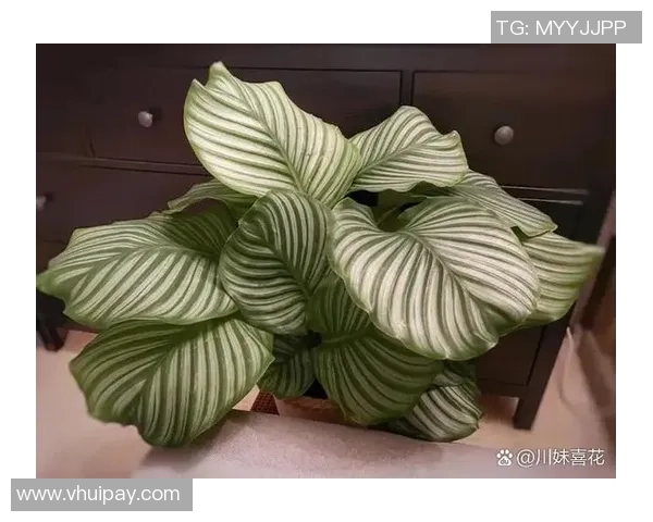 足球团扇的养护技巧与注意事项全面解析助你轻松养好植物